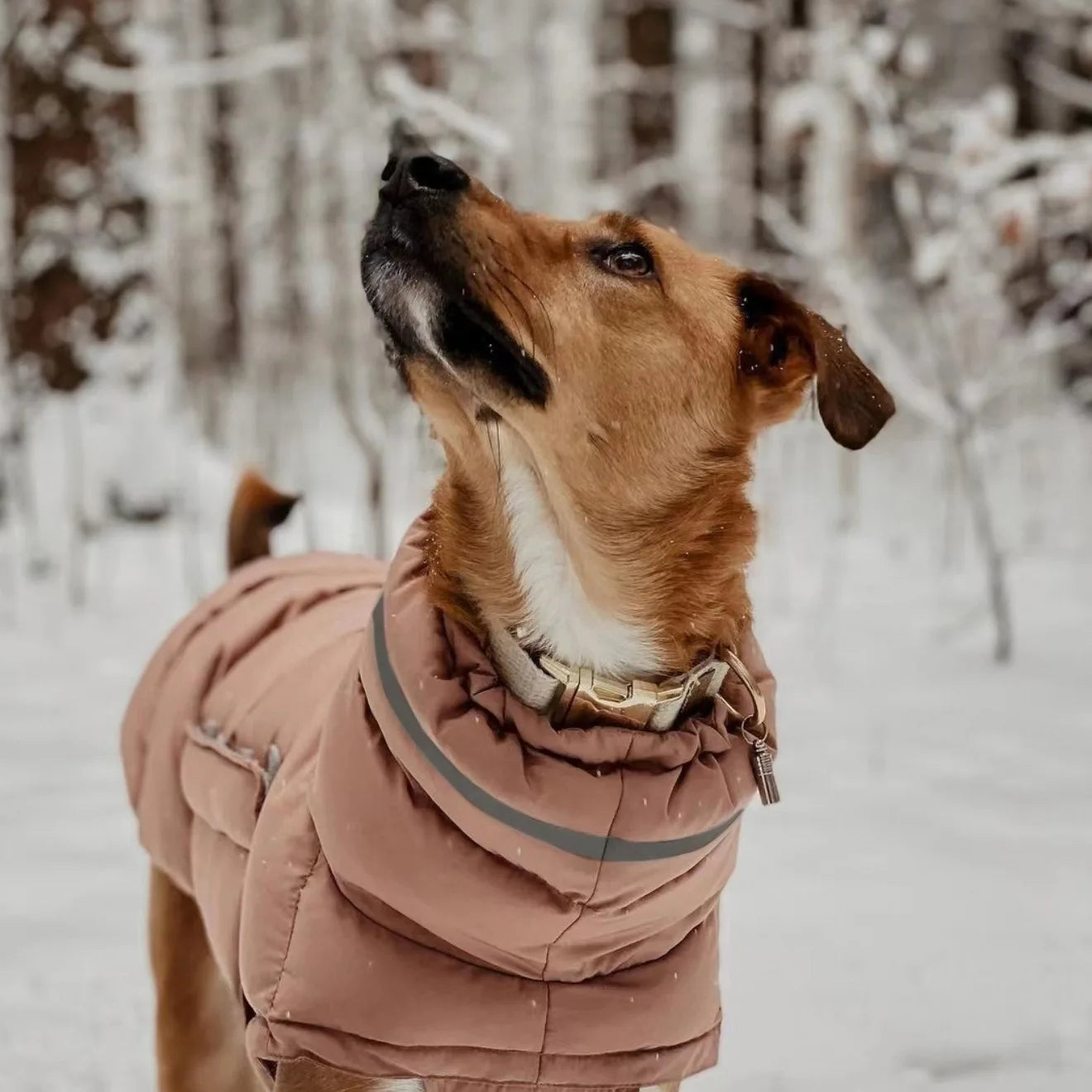 Long Neck Dog Gilet