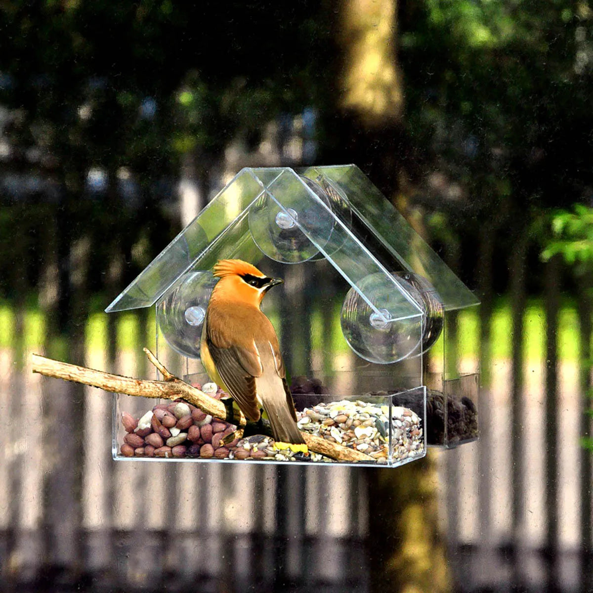 Window Wild Bird Feeder