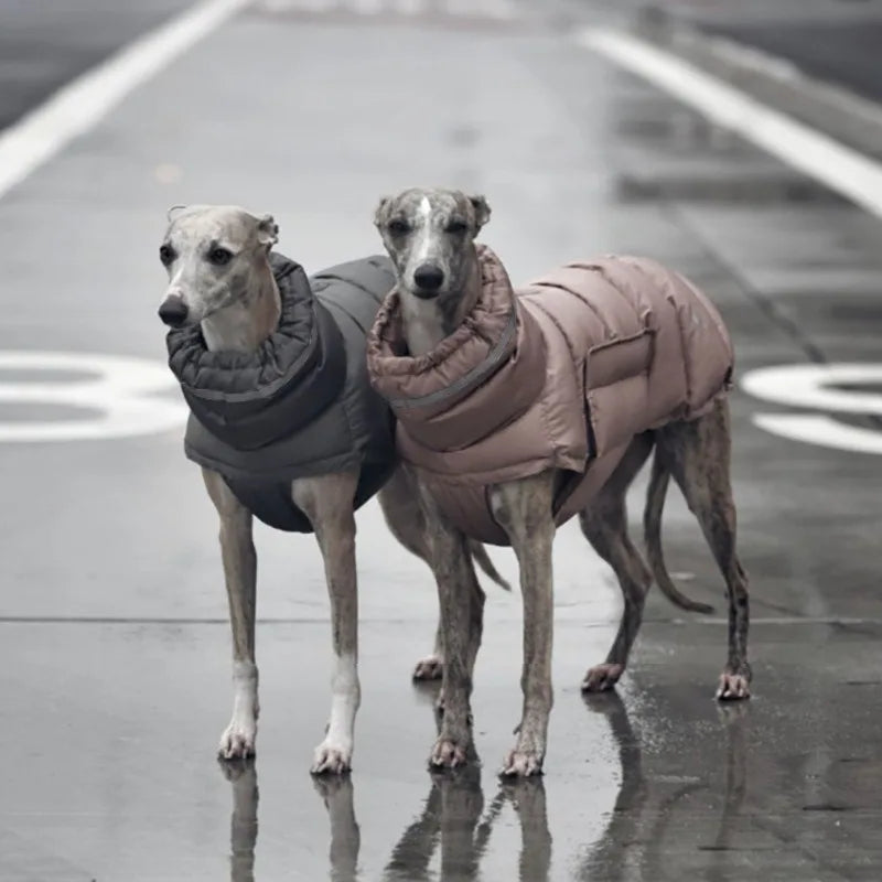 Long Neck Dog Gilet